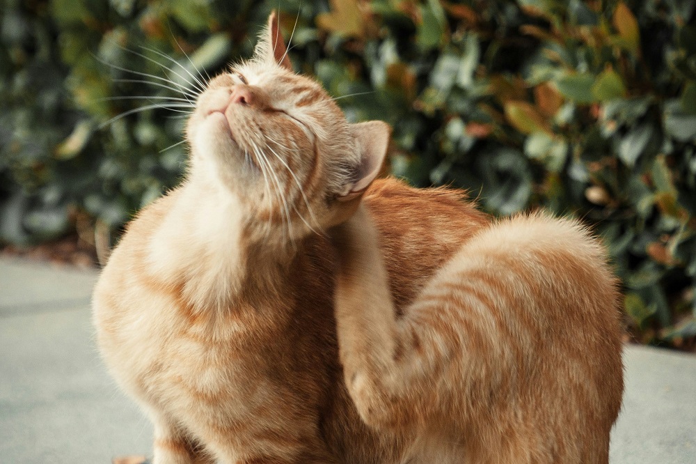 Cat scratching an itch