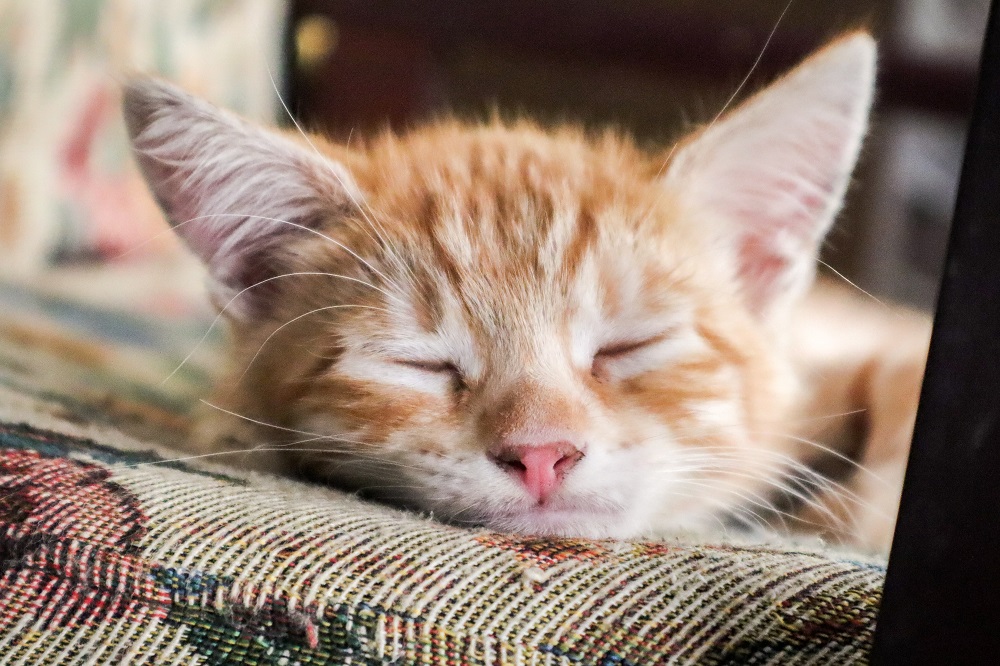 cat sleeping