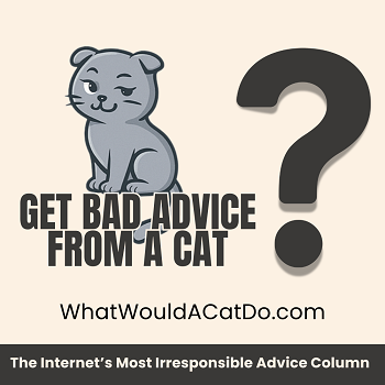 Get bad advice from a cat. WhatWouldACatdo.com - the Internet's Most Irresponsible Advice Column