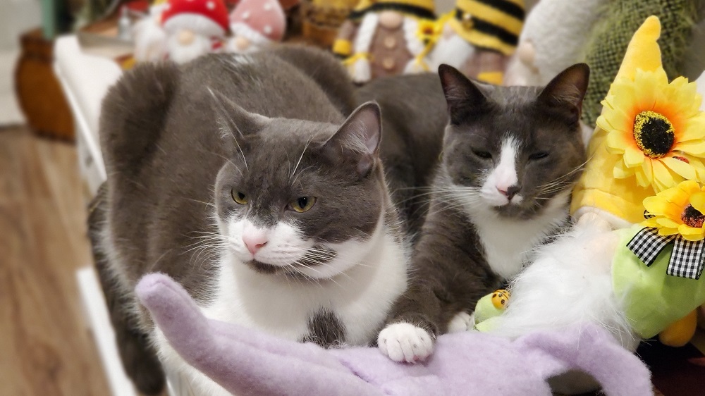 Winston and Joey lounging together