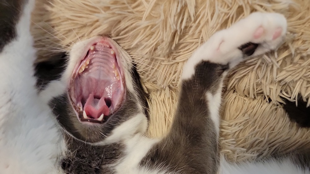 cat teeth