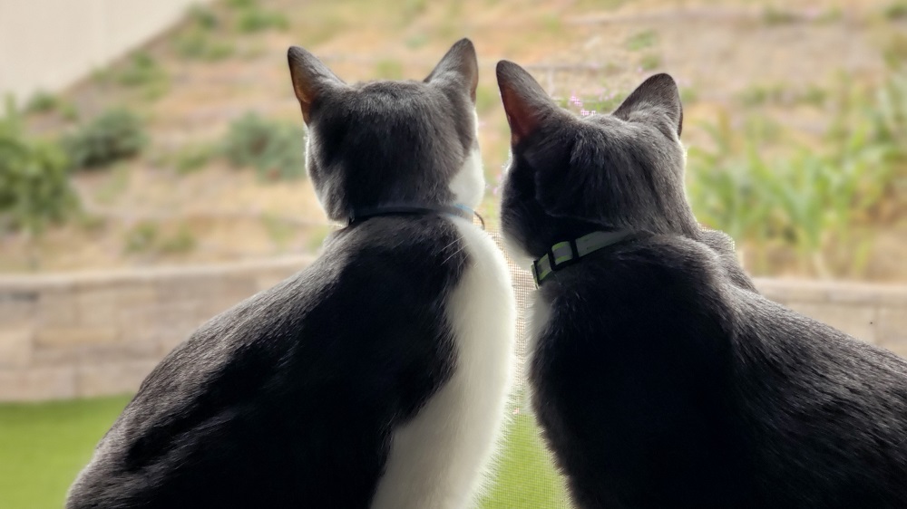 cats left alone