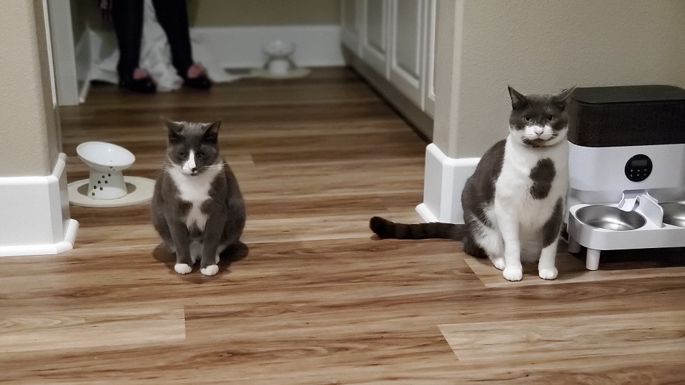 cats waiting for food