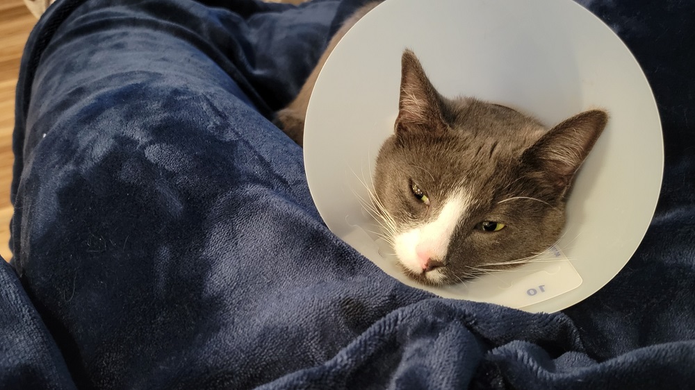 Winston wearing the cone of shame after being neutered