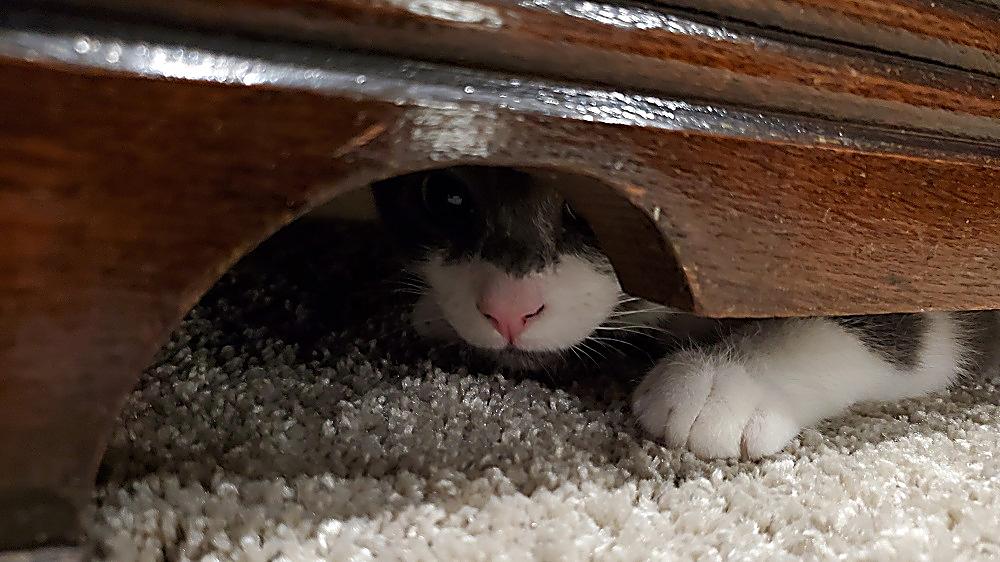 kitten playing