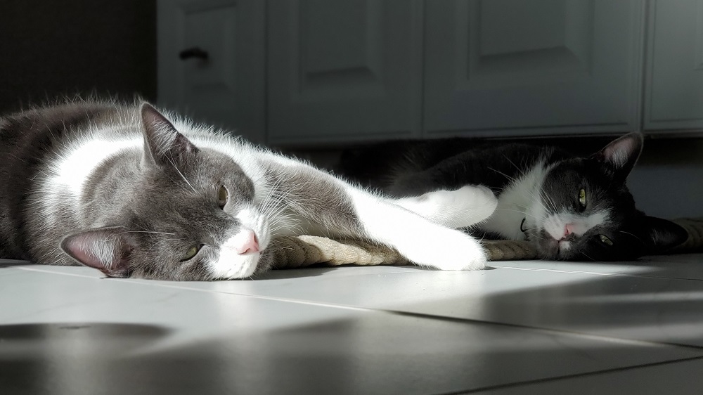 multiple cat household