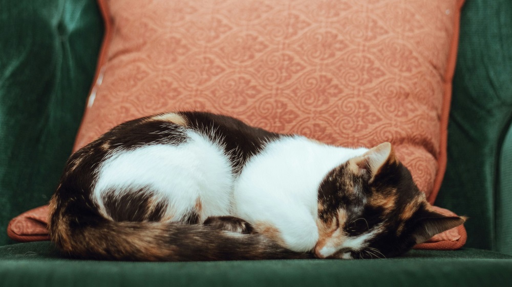 senior cat